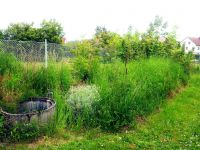 kraeuterkunde WEN pfarrgarten